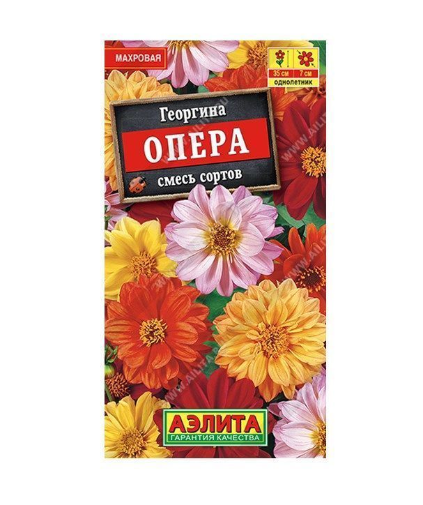 Георгина Опера, смесь сортов.jpeg