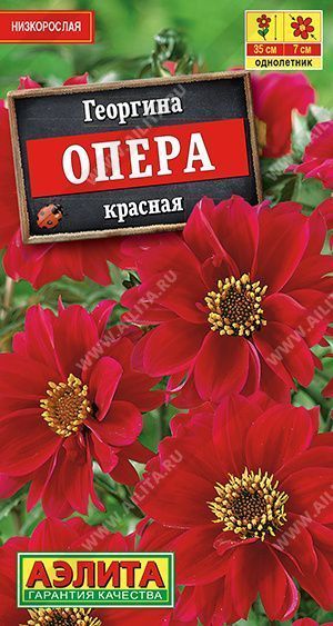 Георгина Опера красная