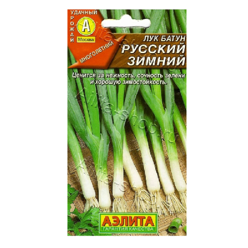 лук батун русский зимний