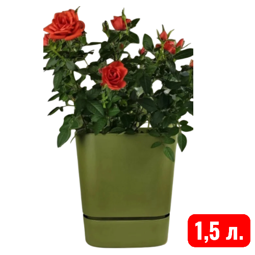 квадрат Гранд,  папоротник 1,5