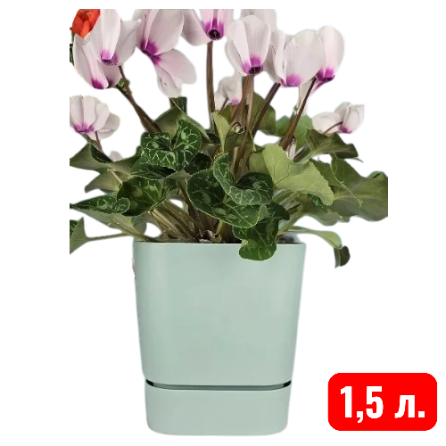 квадрат Гранд,  мята 1,5