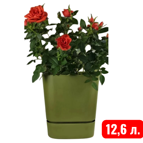квадрат Гранд,  папоротник 12,6