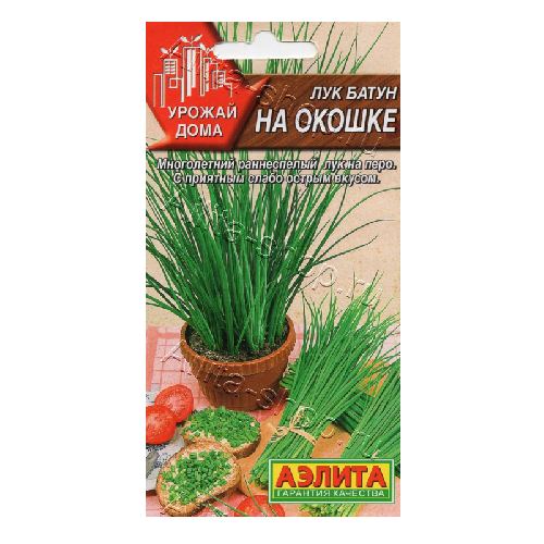 лук батун на окошке