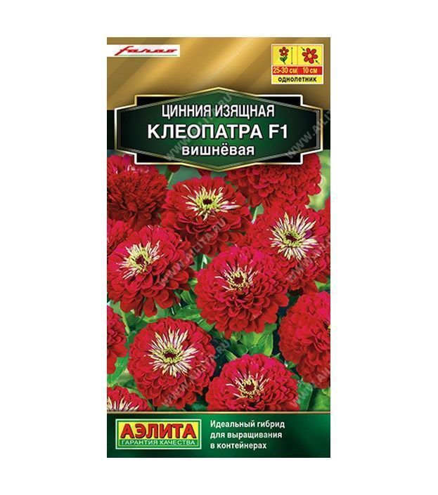 Цинния Клеопатра F1 вишневая.jpeg