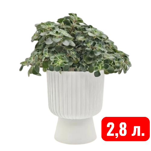 Беккер белый 2,8